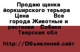 Продаю щенка йоркширского терьера  › Цена ­ 20 000 - Все города Животные и растения » Собаки   . Тверская обл.
